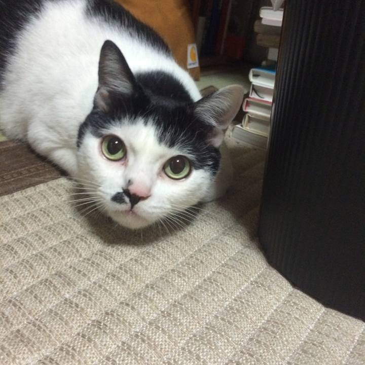 D2596884 7caf 4d95 ad66 b6eca3480910