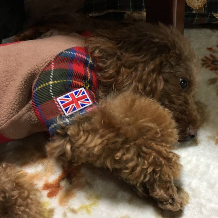 D29c90cc 9855 4d4b ba77 8172a5e5760a