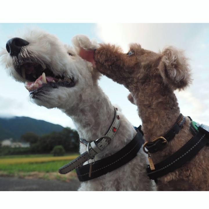 D2a24f1b 3ee4 455f 856d 5a34d42f225f