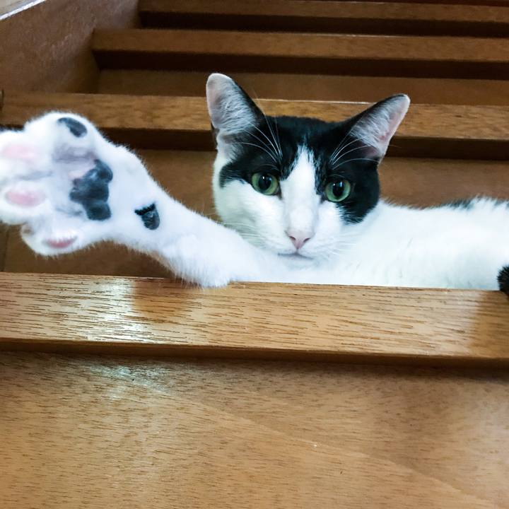 D2aa1981 3ac4 4e4d aaae 16eaafb24887