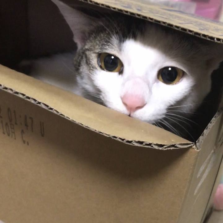 D2b52c83 c411 4c0a b65a 6fe97cff5169