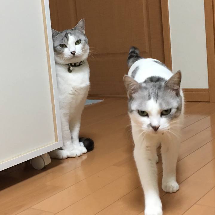 D2b68626 40ab 44e3 98cc f211b97e139a