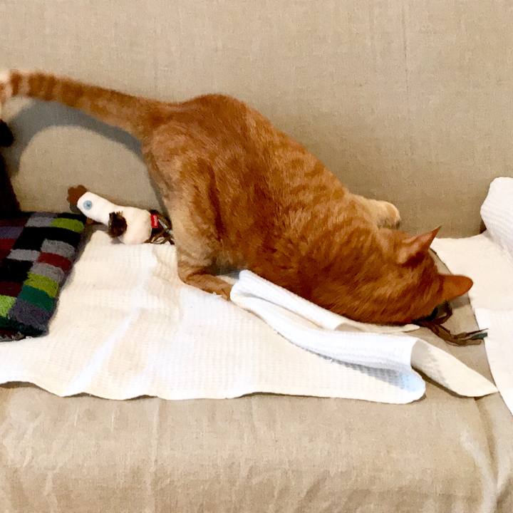 D2d732a8 11a8 4ce9 b260 28dc4fa05c26