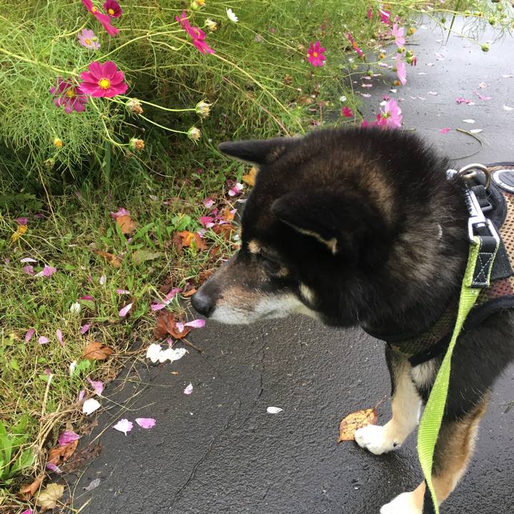 D2d798bb b183 4b12 8272 30c1526b0d17