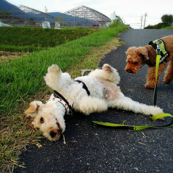 D2e2981a 2bff 4963 82cd 2fa265b7314b