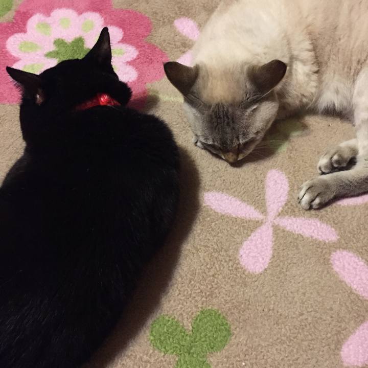 D2f55380 d299 41f6 8cd5 bb95c5d4268f