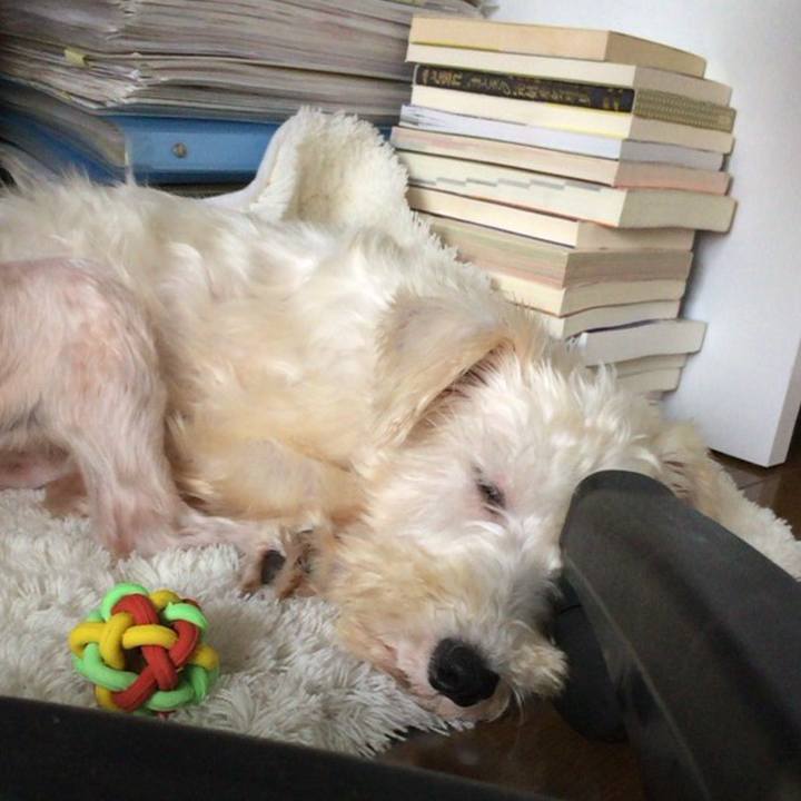 D33ae2fd f16b 4734 8f82 69d7e388da35