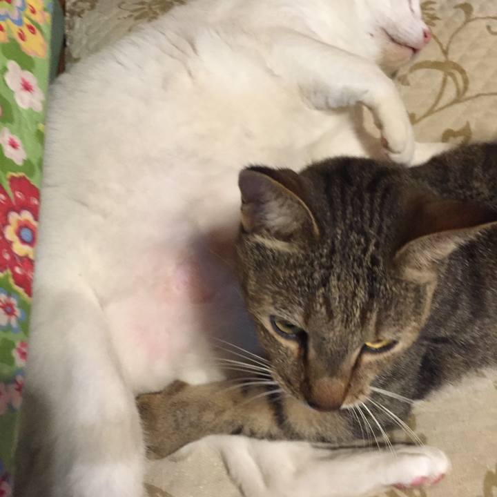 D33b94f0 4201 4a0c a4dc cd10a9ccac49