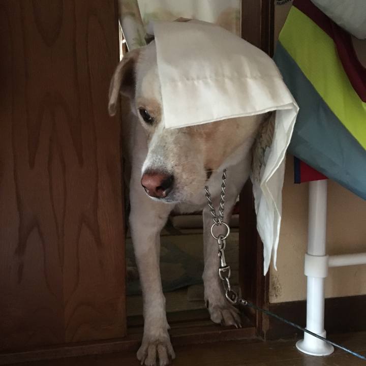 D341dc5e 82ec 48d4 83fc 9272d4f4b6cd