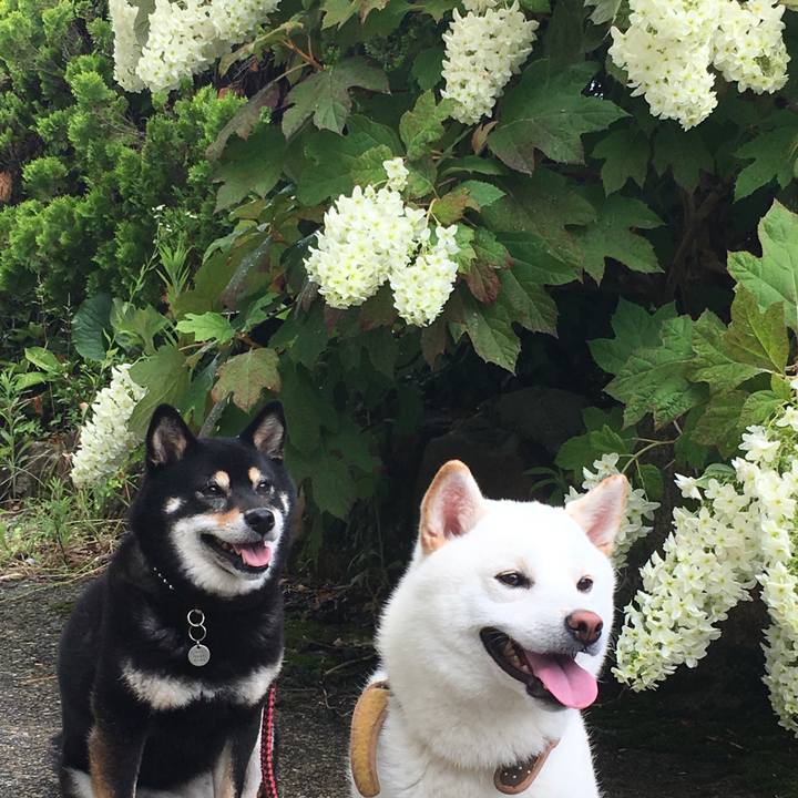 D3503c7a 99fc 4ccf b1cf dcbc12f9eb3c