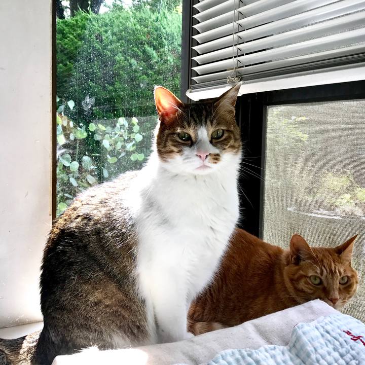 D36c611b e2cd 412d bfe4 2b43f4756988