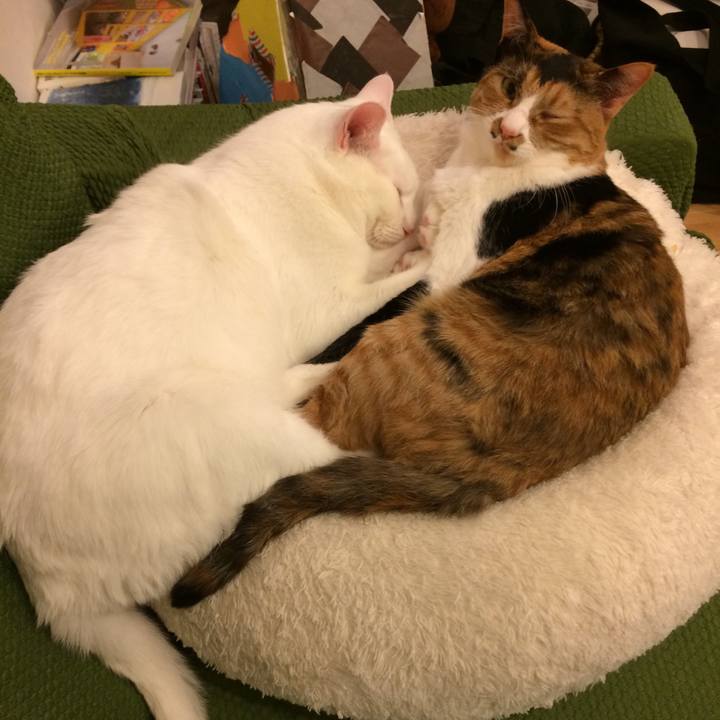 D386f406 ade6 4896 ac9c c9daa87bc43c