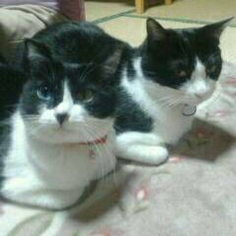 D38de786 1544 4d2d b1b4 bf3d0dd614a4