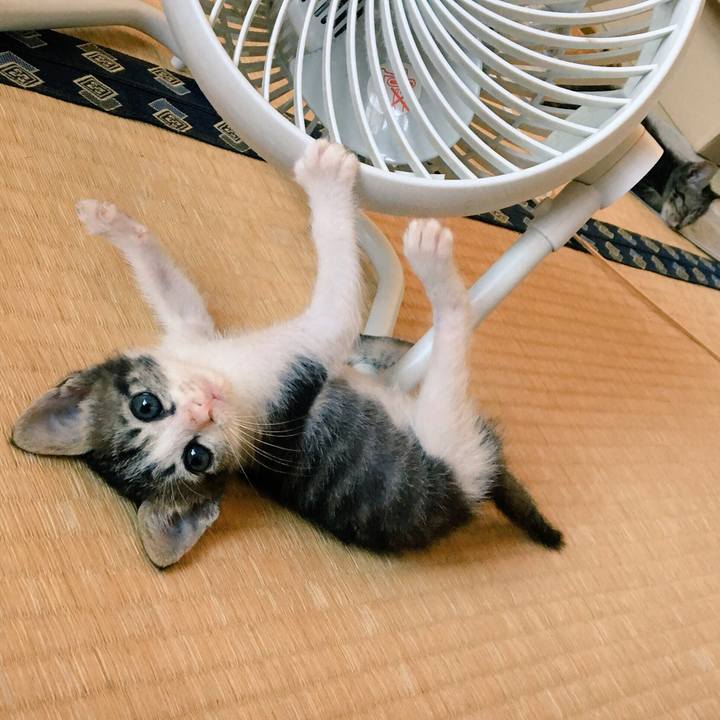 D38ec6b5 2515 4221 96fc e06791df96b6