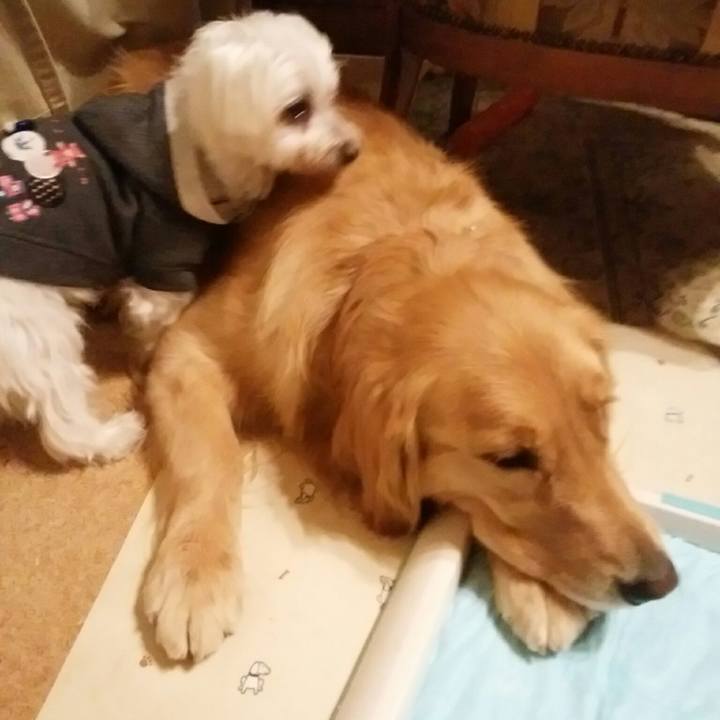 D3a101e7 cd18 44d2 a2a6 7fd0c21f1ffd