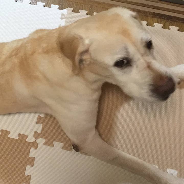 D3ad0165 4a93 4dca 8d0a fd9945d518f6