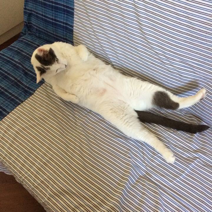 D3ad83a4 4547 4e60 8cad 85af5e70d9c1