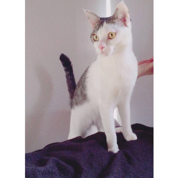 D3c4f0ca cc80 4436 9628 b943c76a47ba