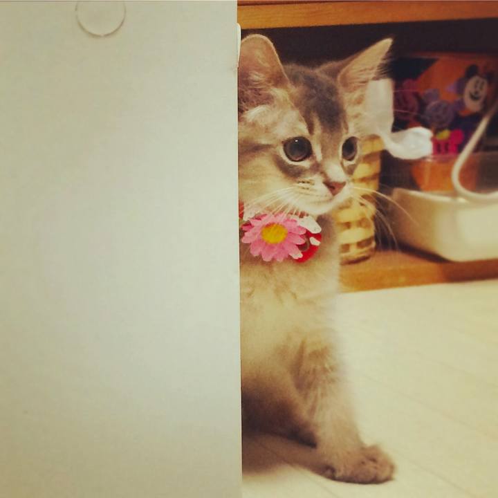 D3cf4534 14c6 47b2 b1f0 a0ad9229763b