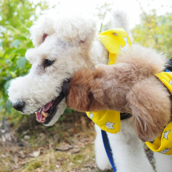 D3d7774c 2122 4245 ad96 a9fcf7348969