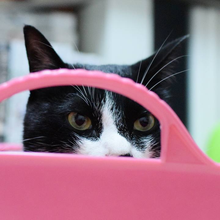 D403da60 cdb9 4254 aec2 dd3ec85fbef4