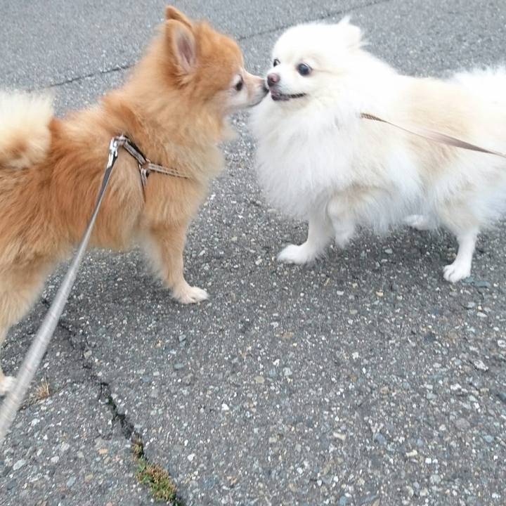 D4043e2b 33d8 46e0 a15e 8cea43a2c1ec