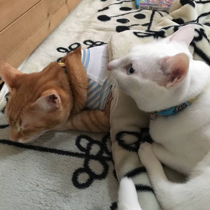 D41084c3 59ad 4590 9002 b2dae173de16