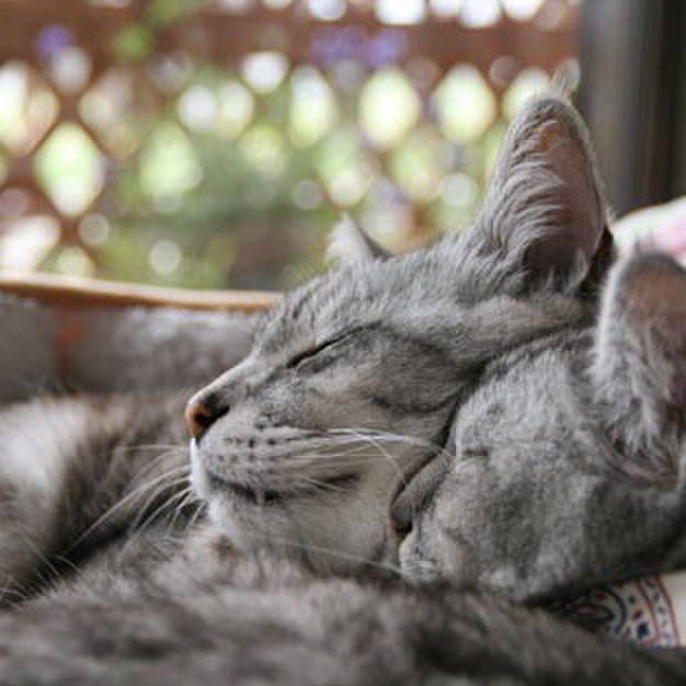 D4199f3b 947c 4bd7 995a 3641379e12c6