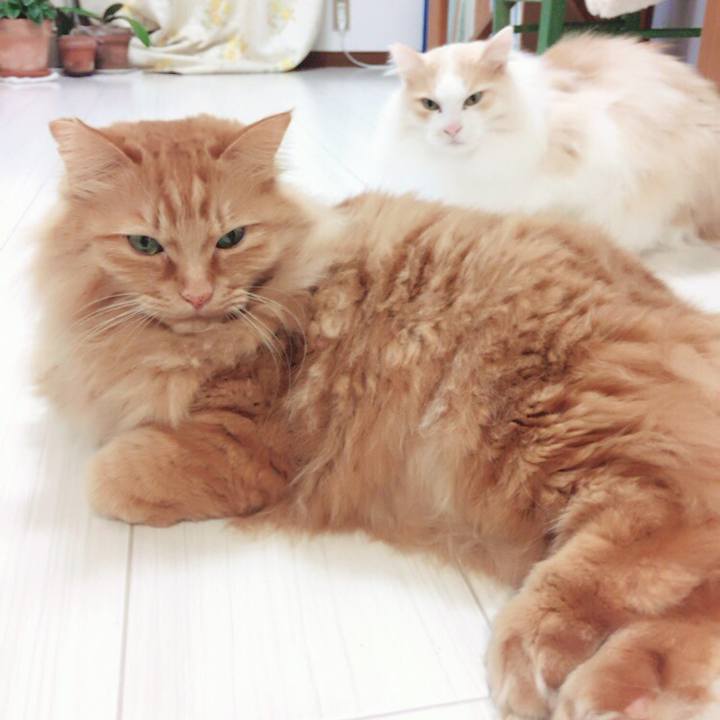 D4231174 4f76 4412 b086 4f2cc1f03469