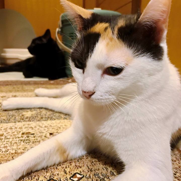 D429258a 7be3 4d25 8b30 03ef2fc5bc51