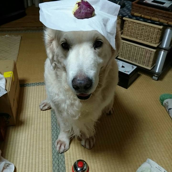 D42b344b 653b 4497 9e41 24bb6197551f