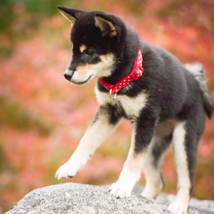 D4322742 2cfd 4d8c 9ffc c7deecdb303f