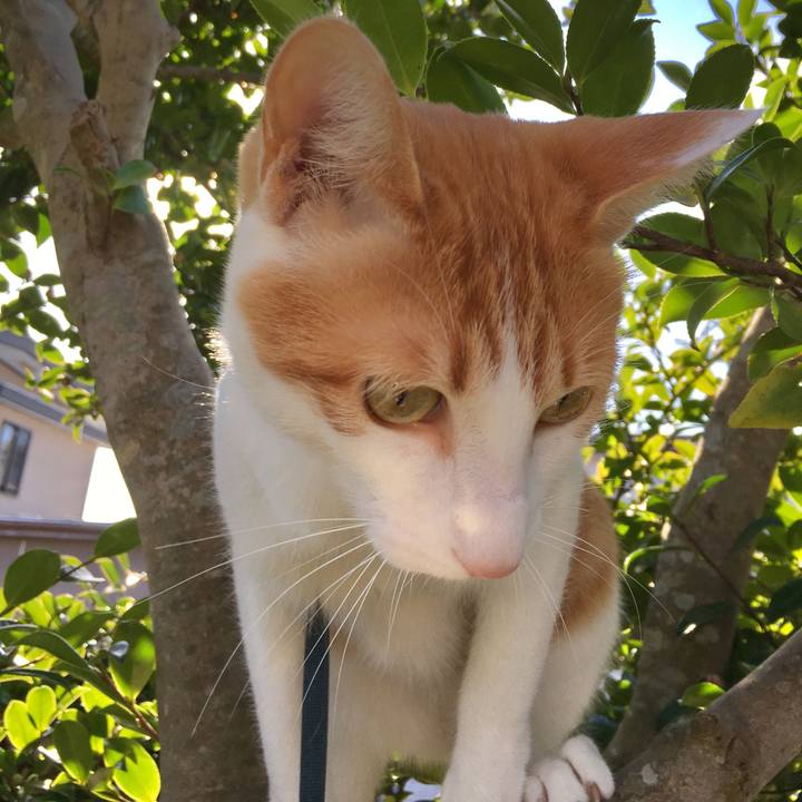 D4343ade 761a 4f63 a1f2 c68b9cf308c2