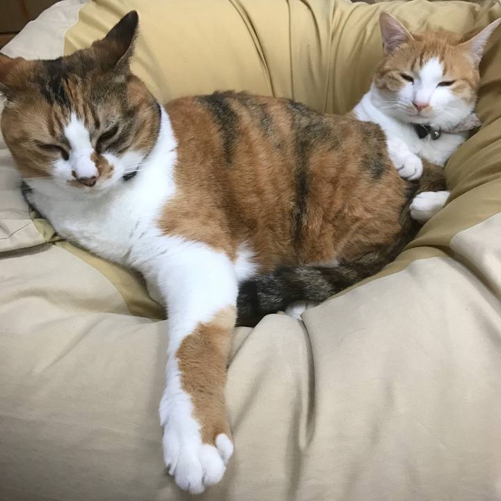 D44a07fb a65c 4694 90a0 9def8d0262ca