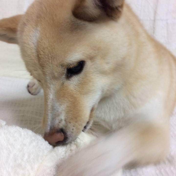 D455f962 ab79 4fe9 b8c3 ce28a10b258e