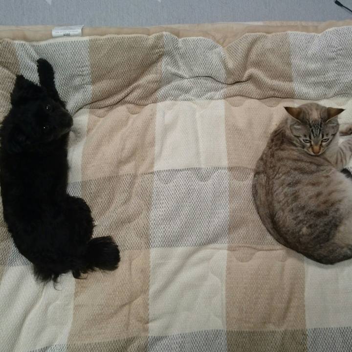 D45e740c 2614 4b97 af64 ca2e25813b03