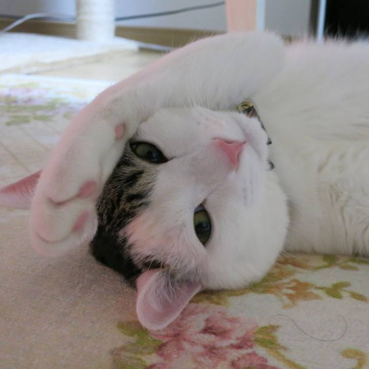 D4768a6e 9c32 45e8 9b9b 2fe7d7570a00