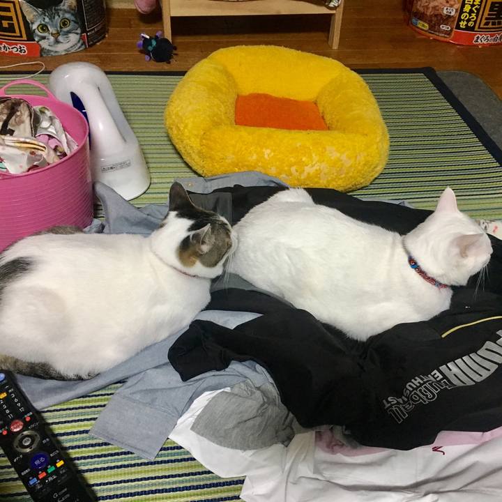 D491059f 876d 4531 9829 579e1d471387