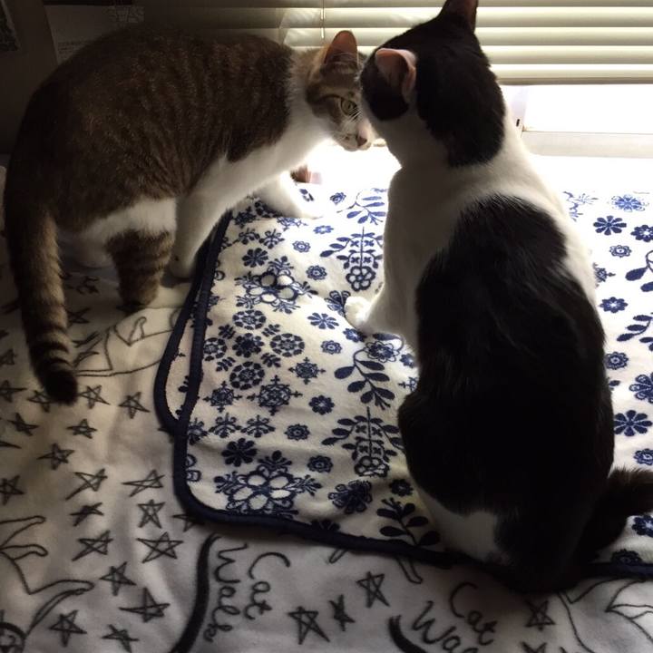 D498146d 8448 4ba4 b32f 97c8e3f392f8