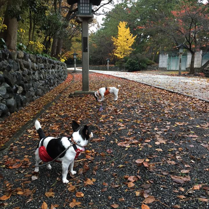 D49fef15 2ffe 4533 8fce bb4e87bc4e9f