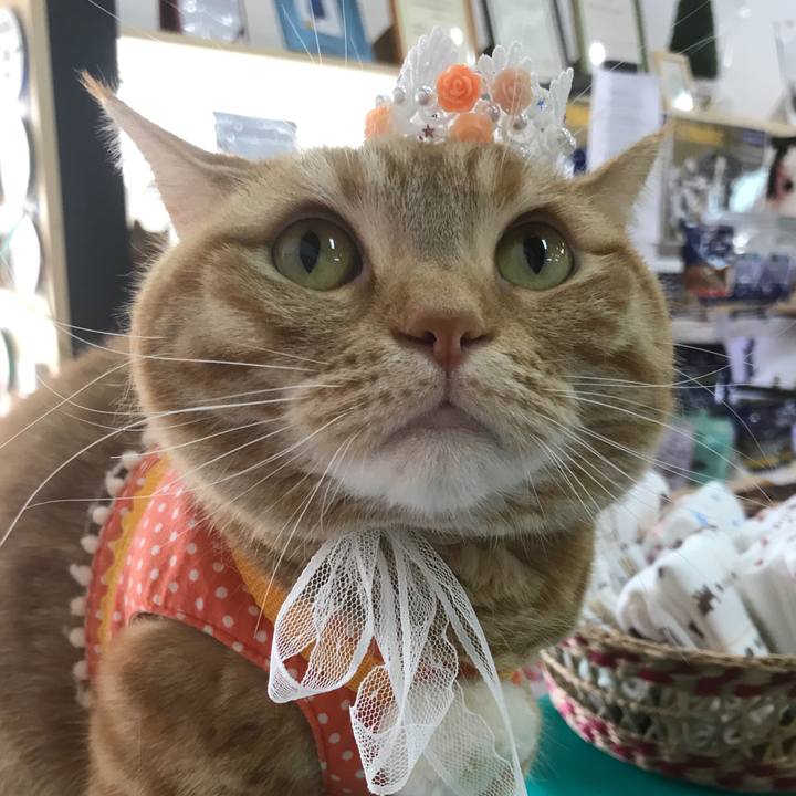 D4a24026 ef99 4f93 8dbc c8d755265132