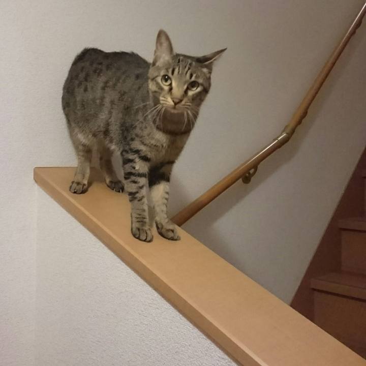 D4adb4d9 7e7f 4141 bd4d 9e0e68cf27ba