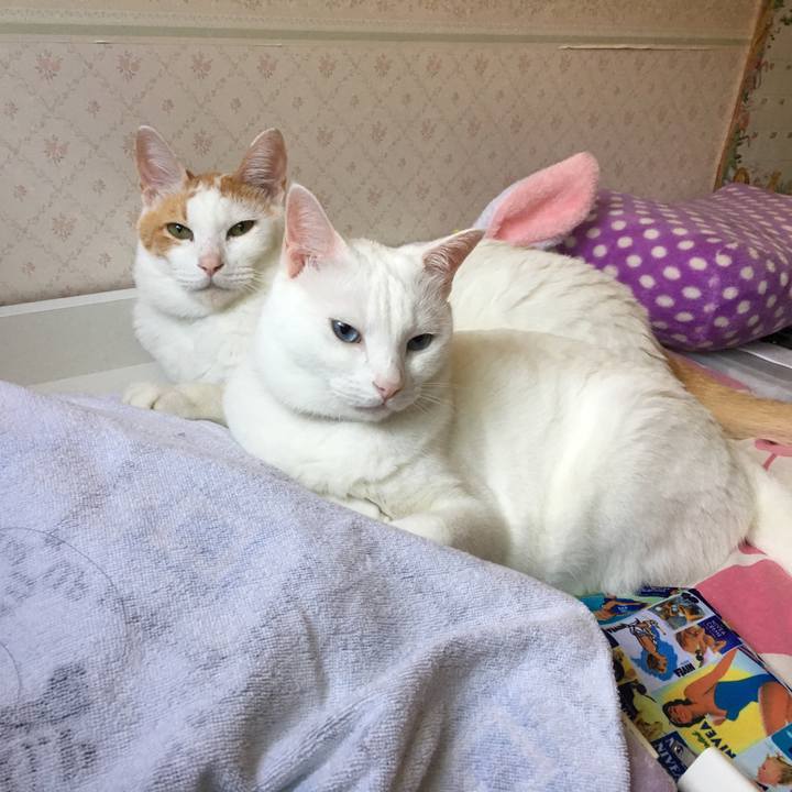 D4af4d94 8a93 49d3 9634 8cc1faed3ddc