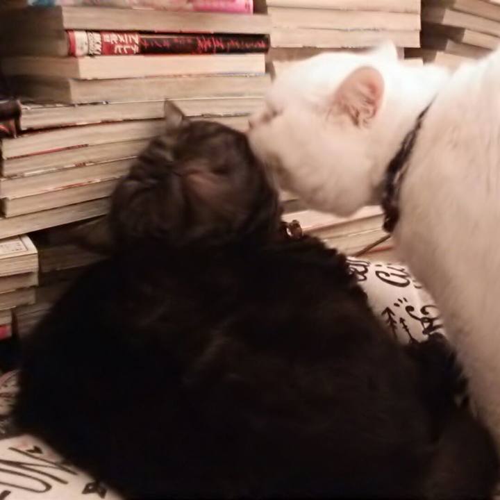 D4b66f67 239c 4fe0 84ef 31d17badbca1