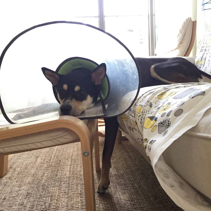 D4bf263a ec7b 490e a9d3 ebe57e834c56