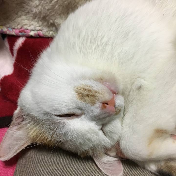 D4c4c241 fc41 401e ab8a 9f1c6c8bf5ee