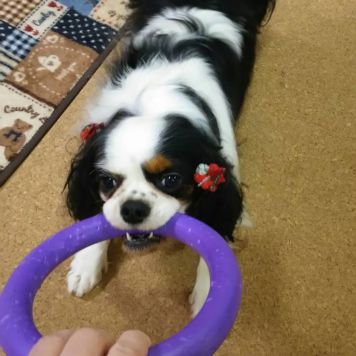 D4c4ce5a 8acf 4a03 b837 b2709d306838