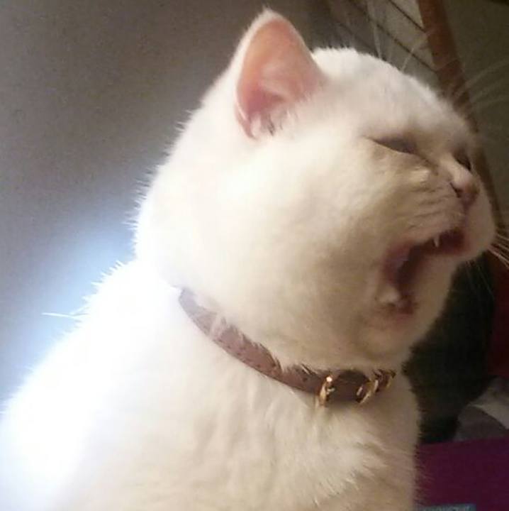 D4cc3308 9ce4 4f0e aaa3 5912b34f9719