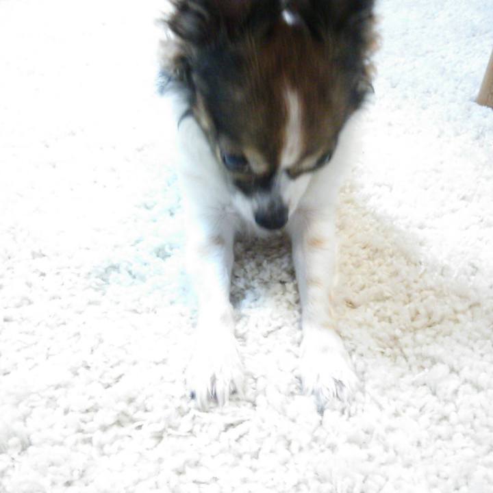 D4da8639 c455 419e 8f71 31b54531f545