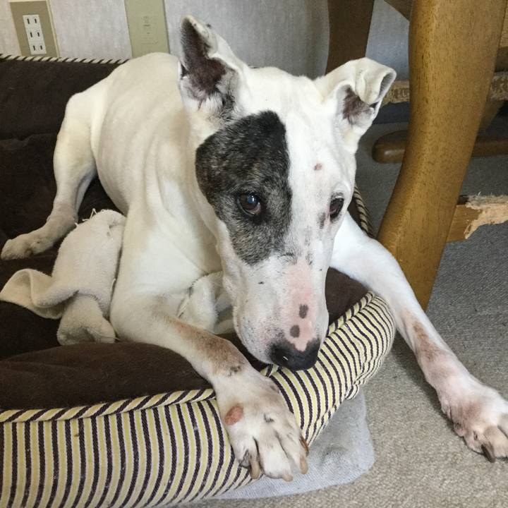 D4dc246c a3d7 4d12 9d14 1d412b2b81de